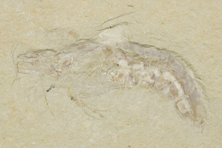 Cretaceous Fossil Shrimp - Lebanon #375784